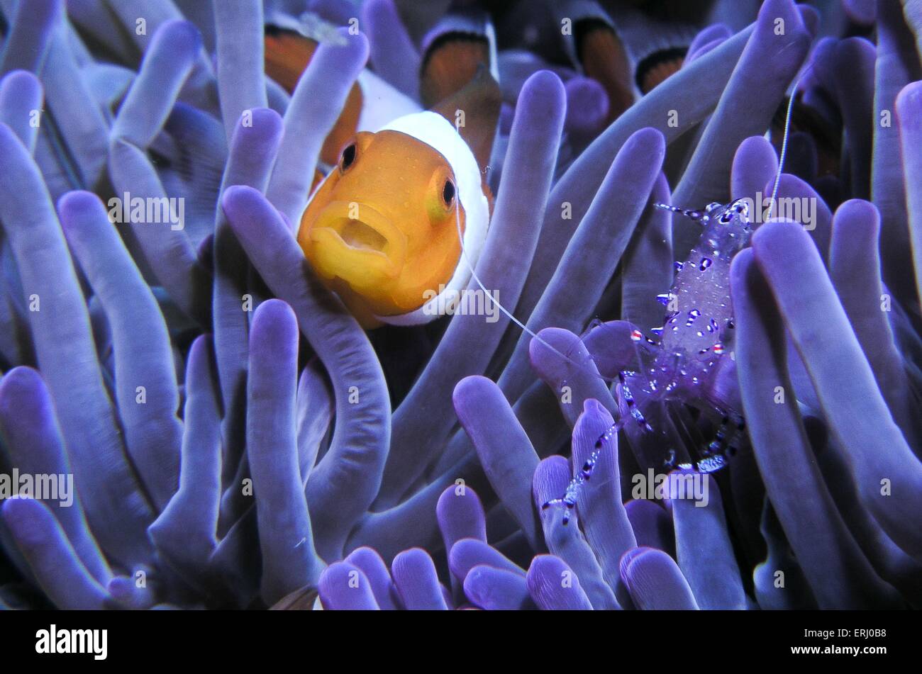 False clown anemonefish Foto Stock