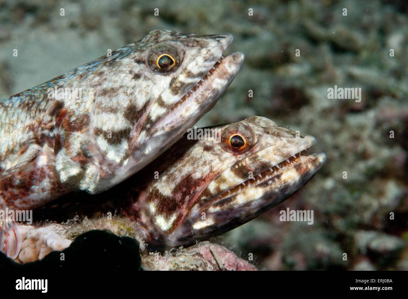 barriera corallina Saurus Foto Stock
