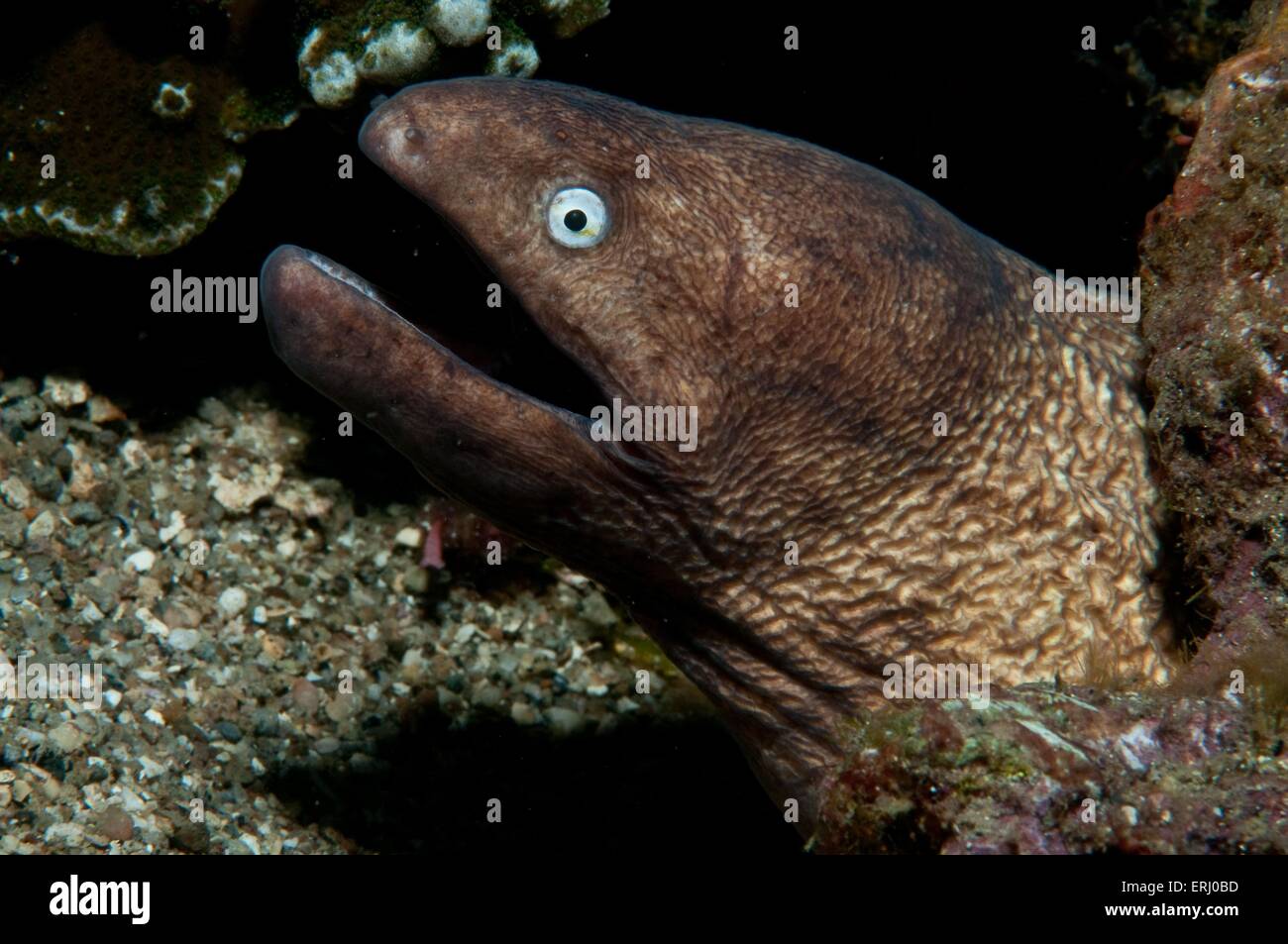 Grayface murene Foto Stock