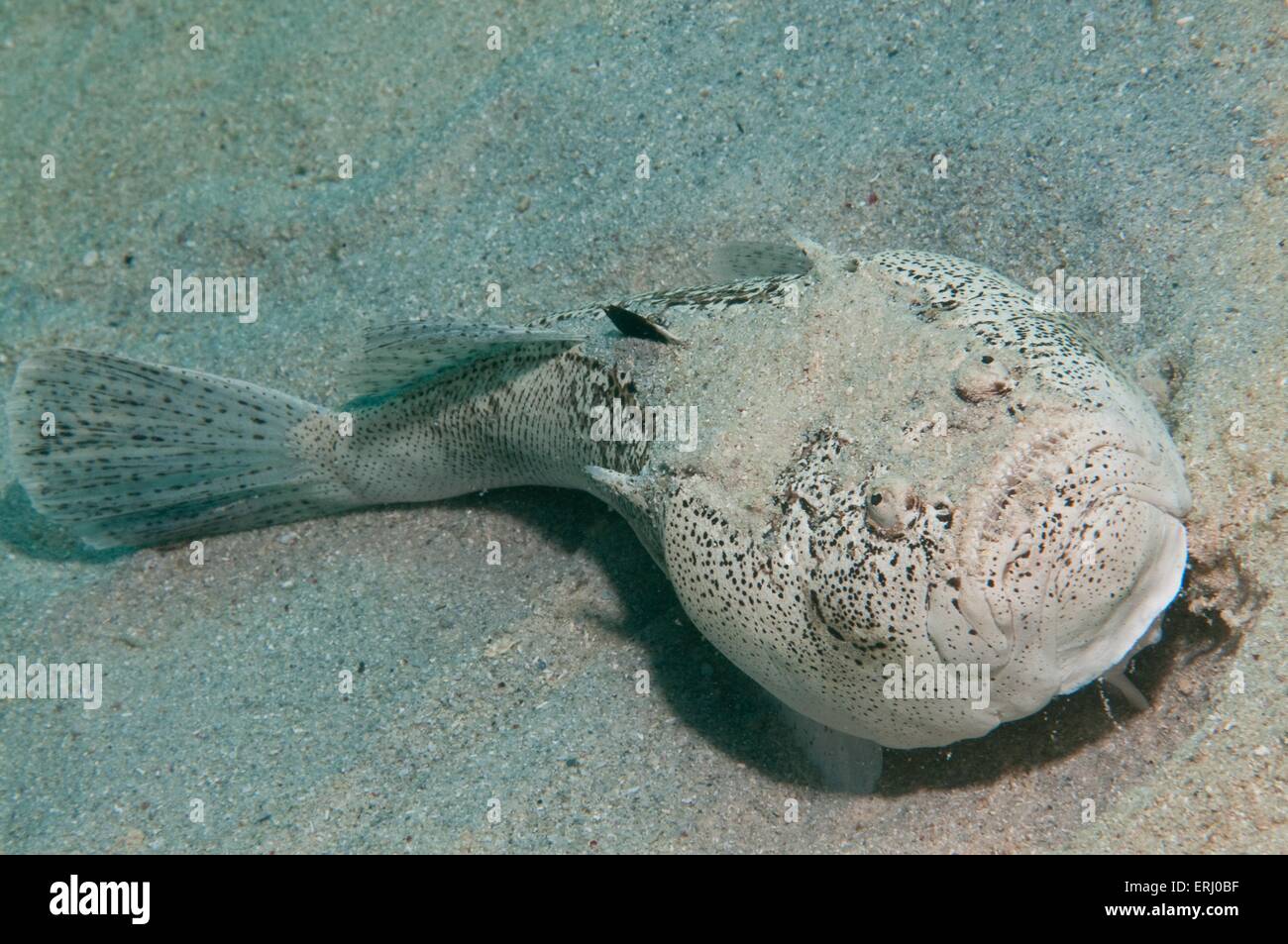 Stargazer whitemargin Foto Stock