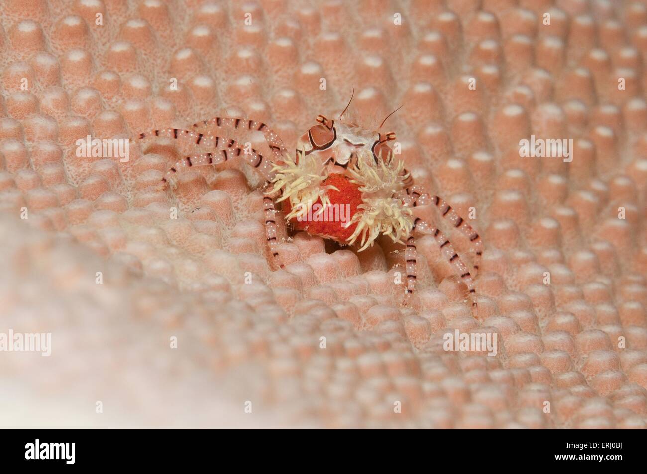 granchio pugile Foto Stock