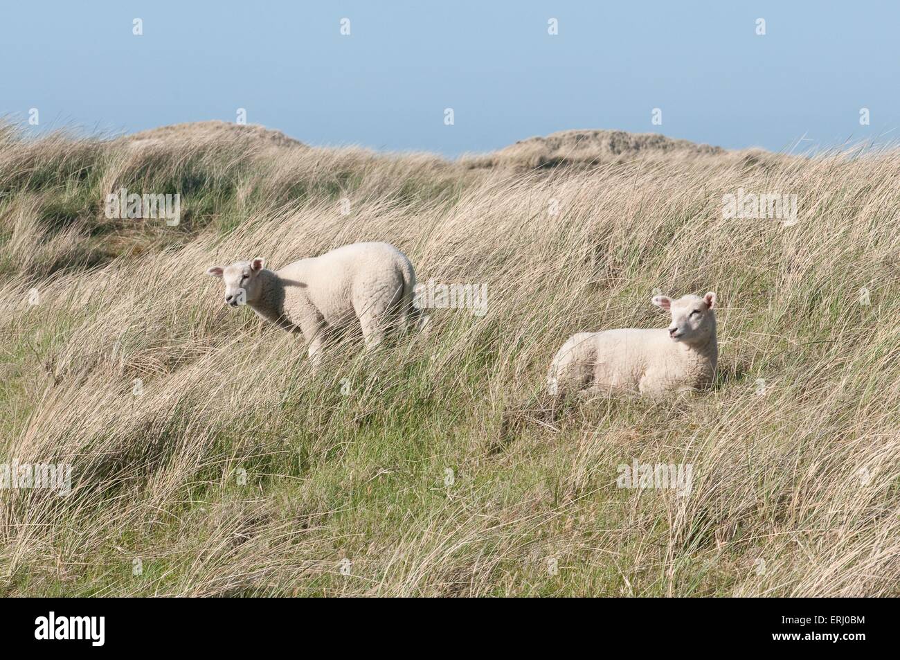 Sheeps Foto Stock