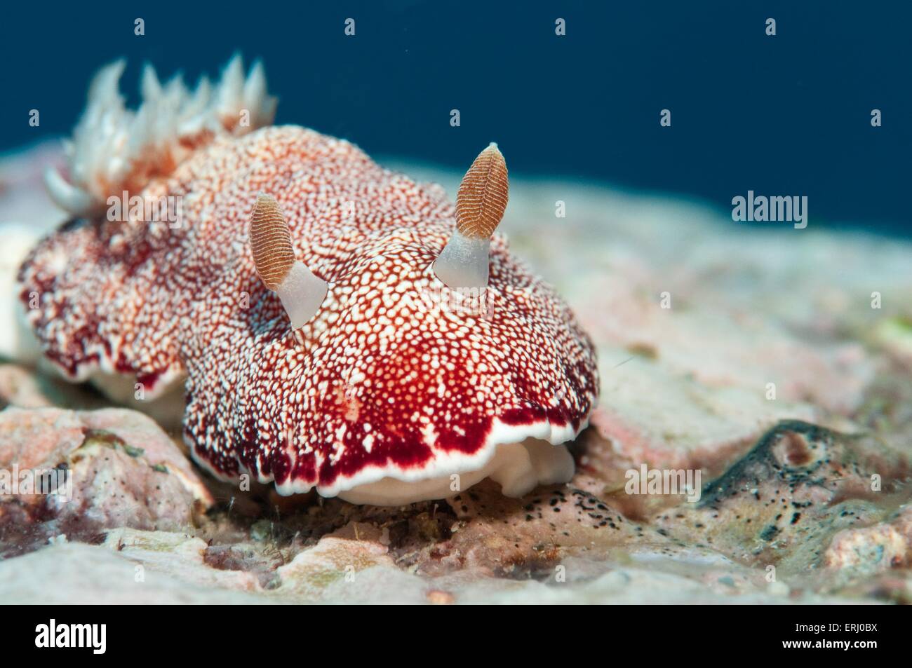 lumaca di mare Foto Stock