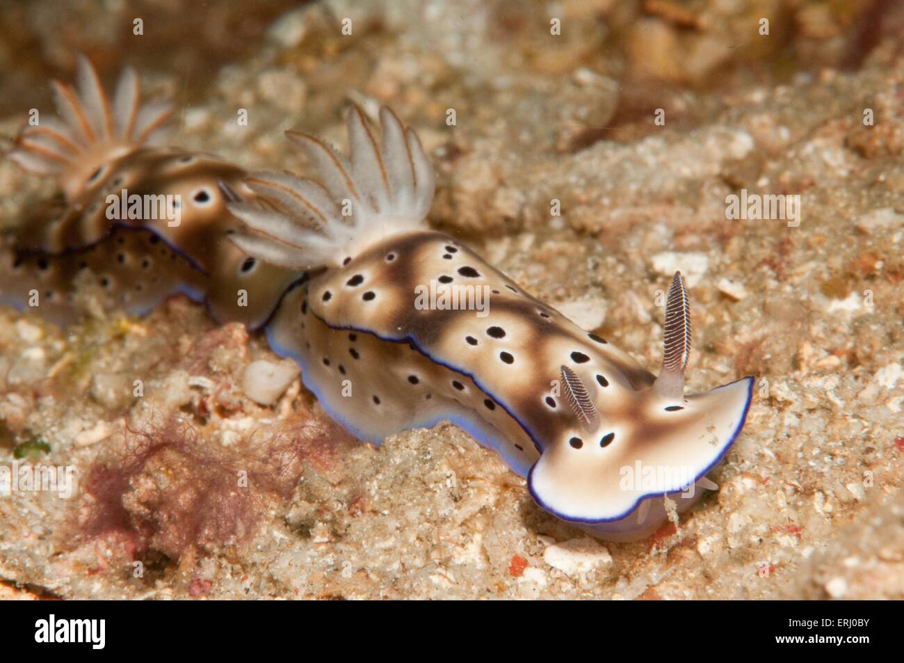 lumache di mare Foto Stock