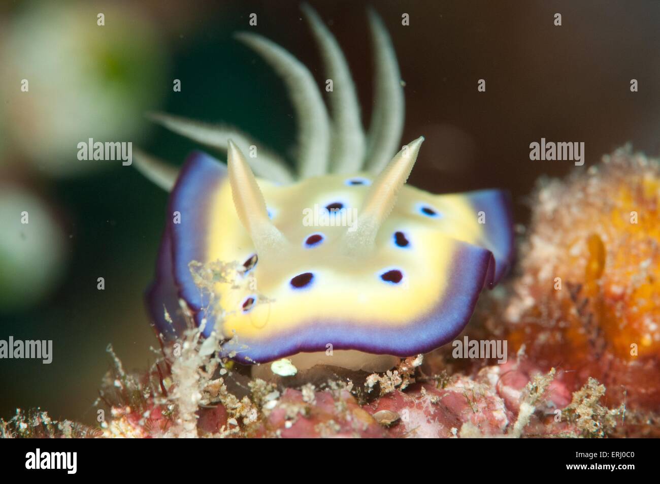 lumaca di mare Foto Stock