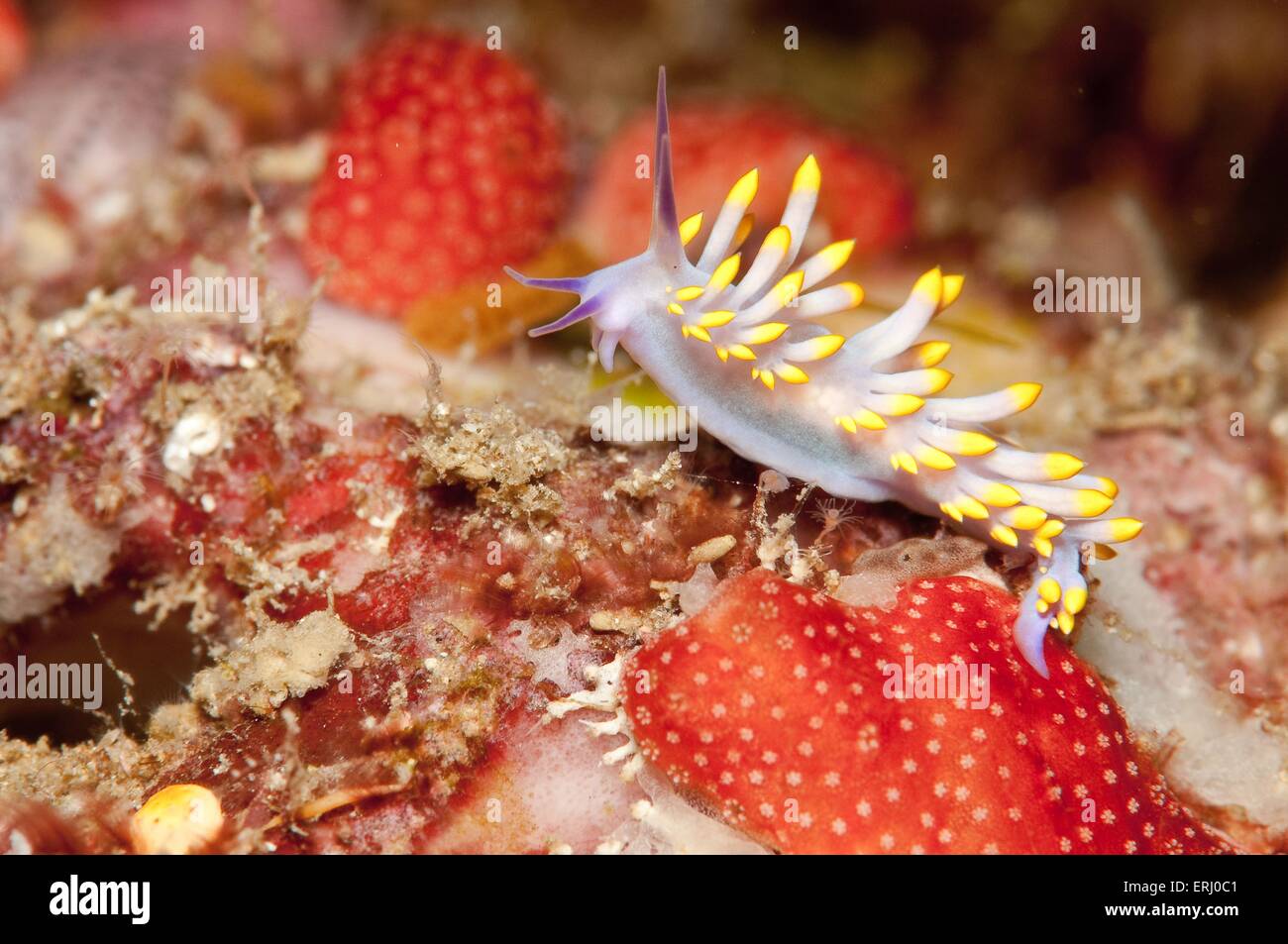 lumaca di mare Foto Stock