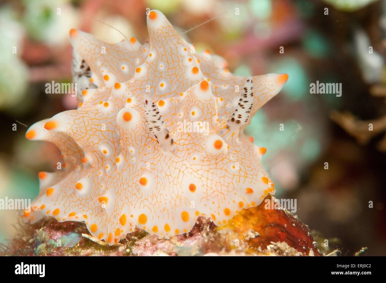 lumaca di mare Foto Stock