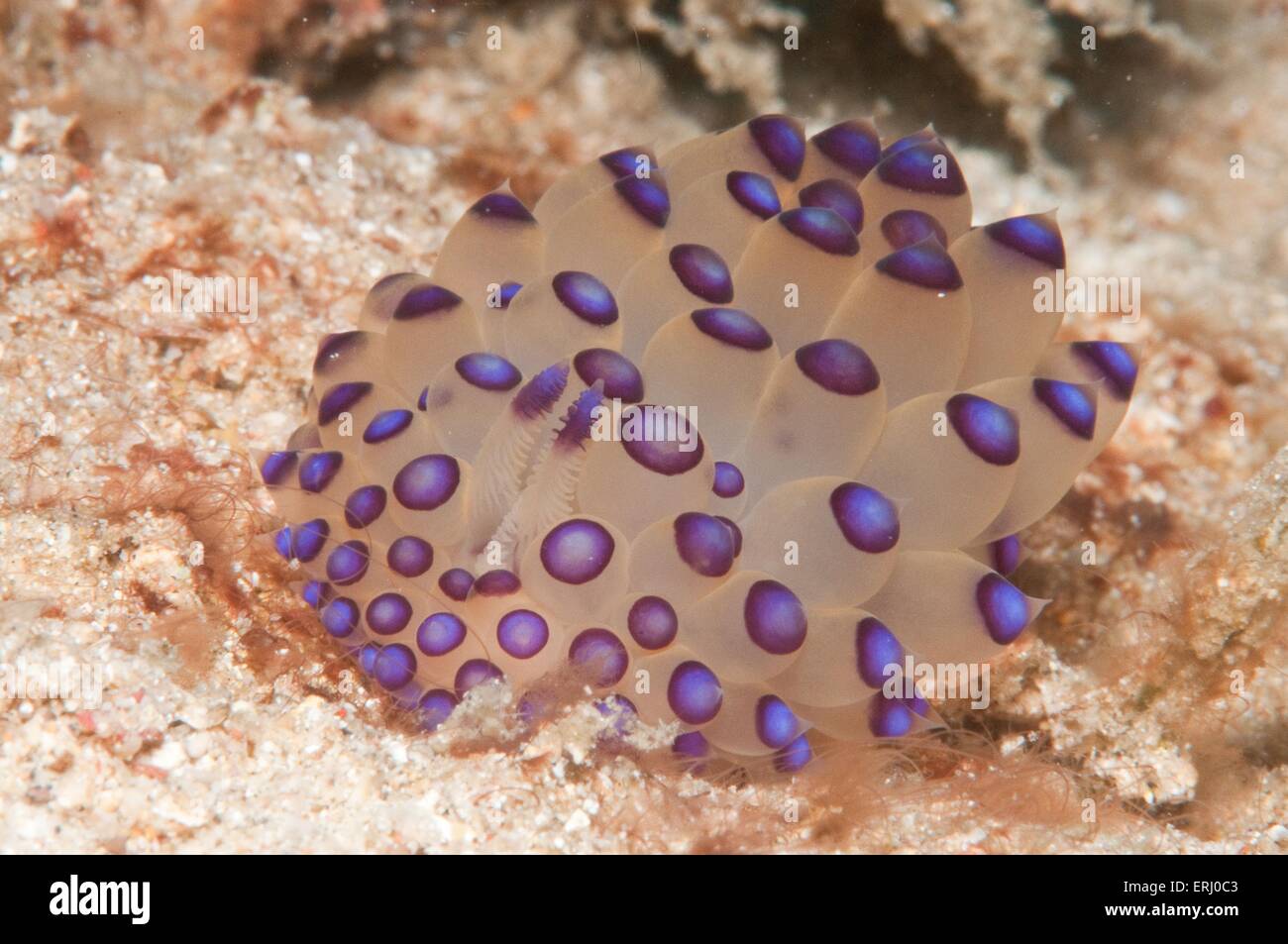 lumaca di mare Foto Stock