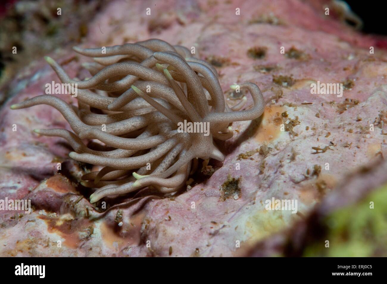 lumaca di mare Foto Stock