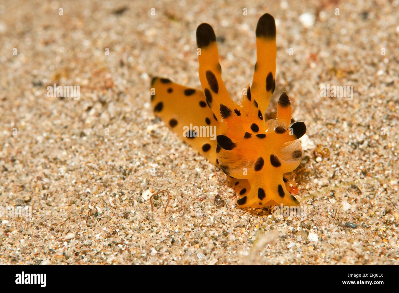 Nudibranchi Foto Stock