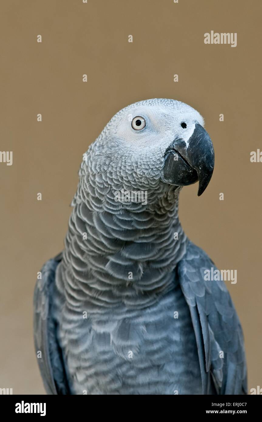 Pappagallo grigio africano Foto Stock