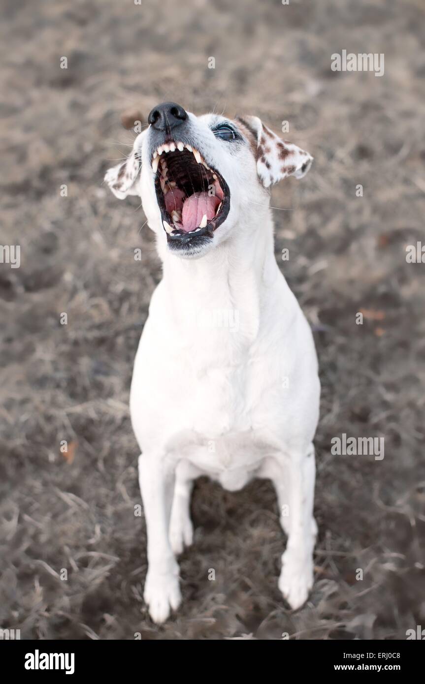 Barking mongrel Foto Stock