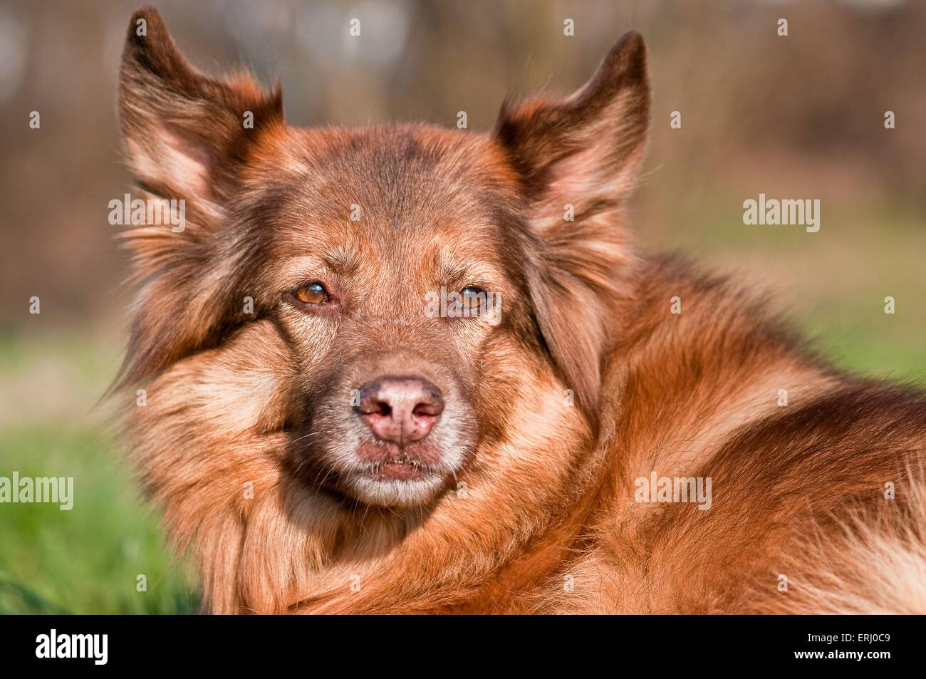 Harz Ritratto di Fox Foto Stock