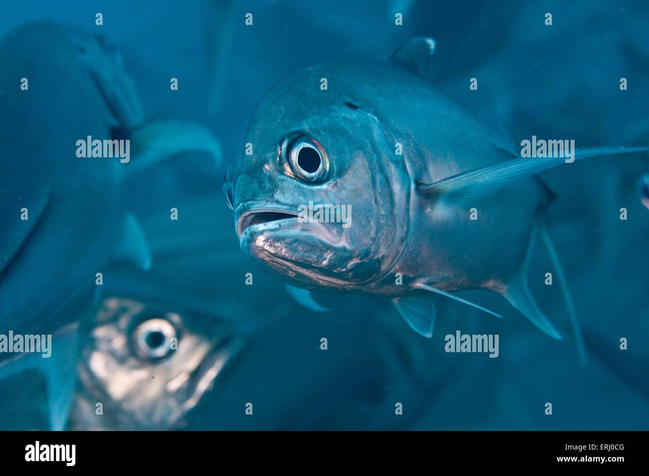 Grossi carangidi eyed Foto Stock