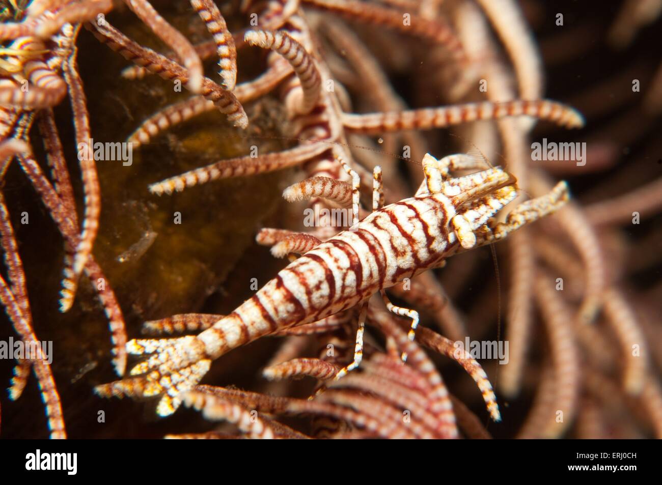 Feather star gamberi Foto Stock