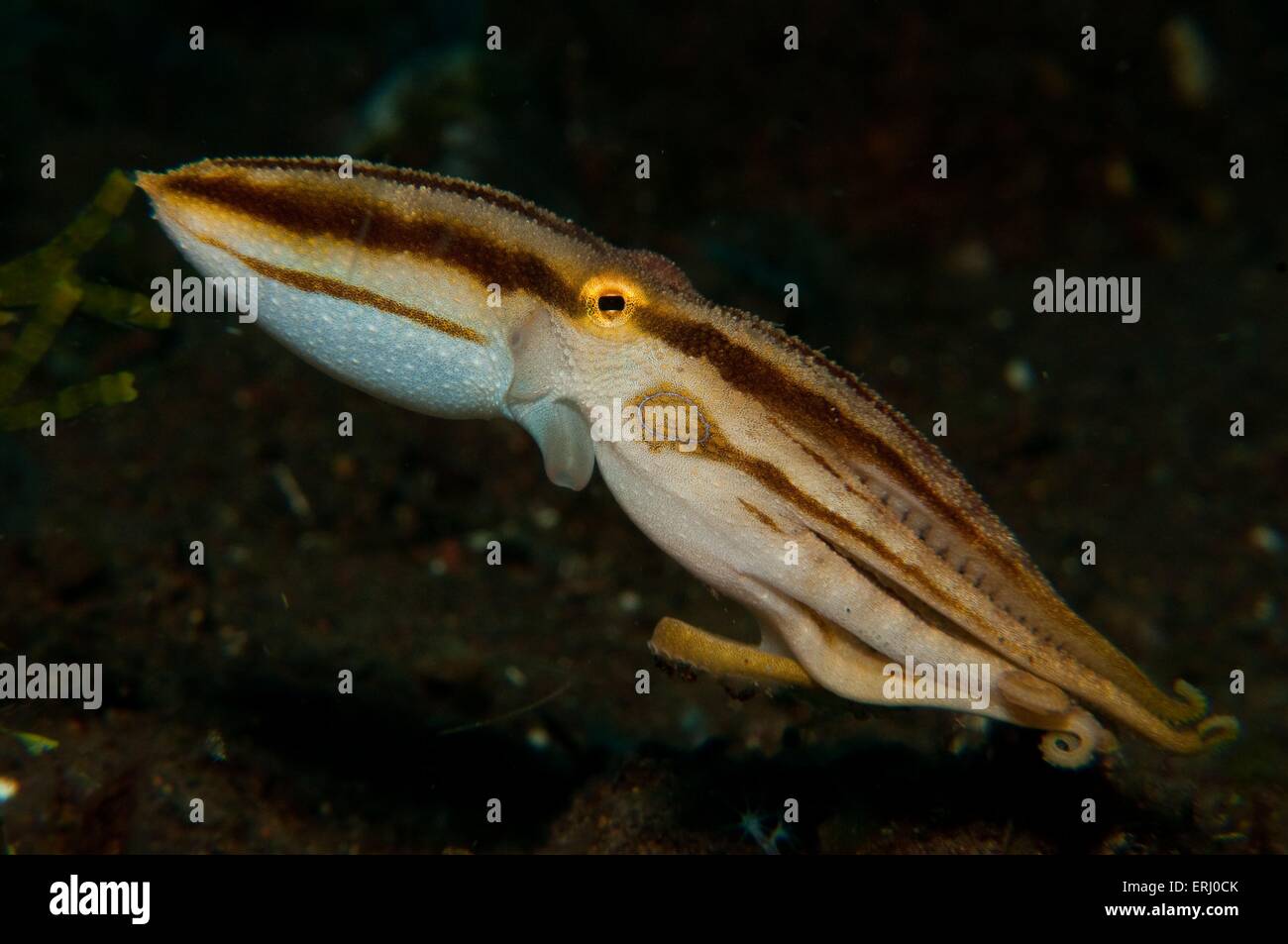 Anello blu octopus Foto Stock