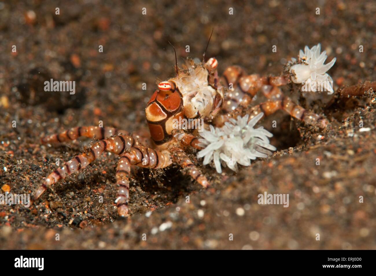 granchio pugile Foto Stock