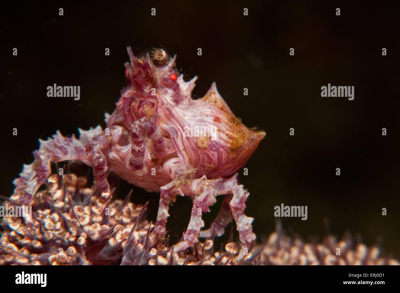 granchio di corallo molle Foto Stock