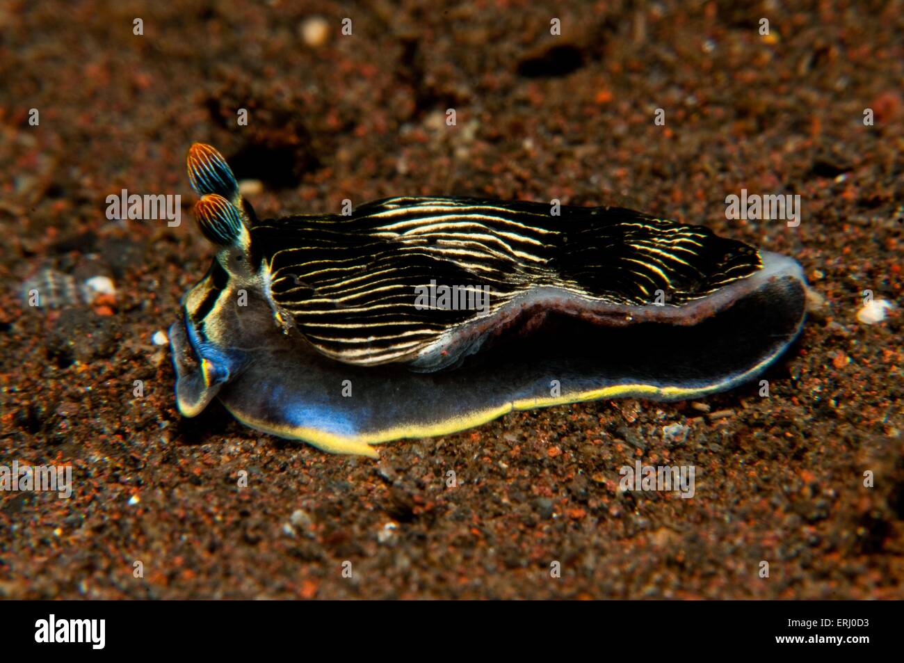 Nudibranchi Foto Stock