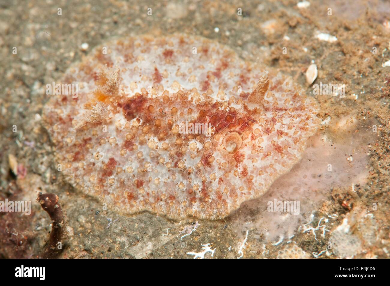 Nudibranchi Foto Stock
