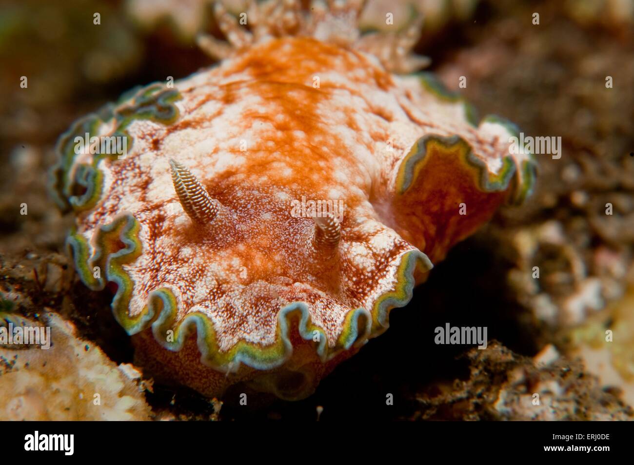 Nudibranchi Foto Stock