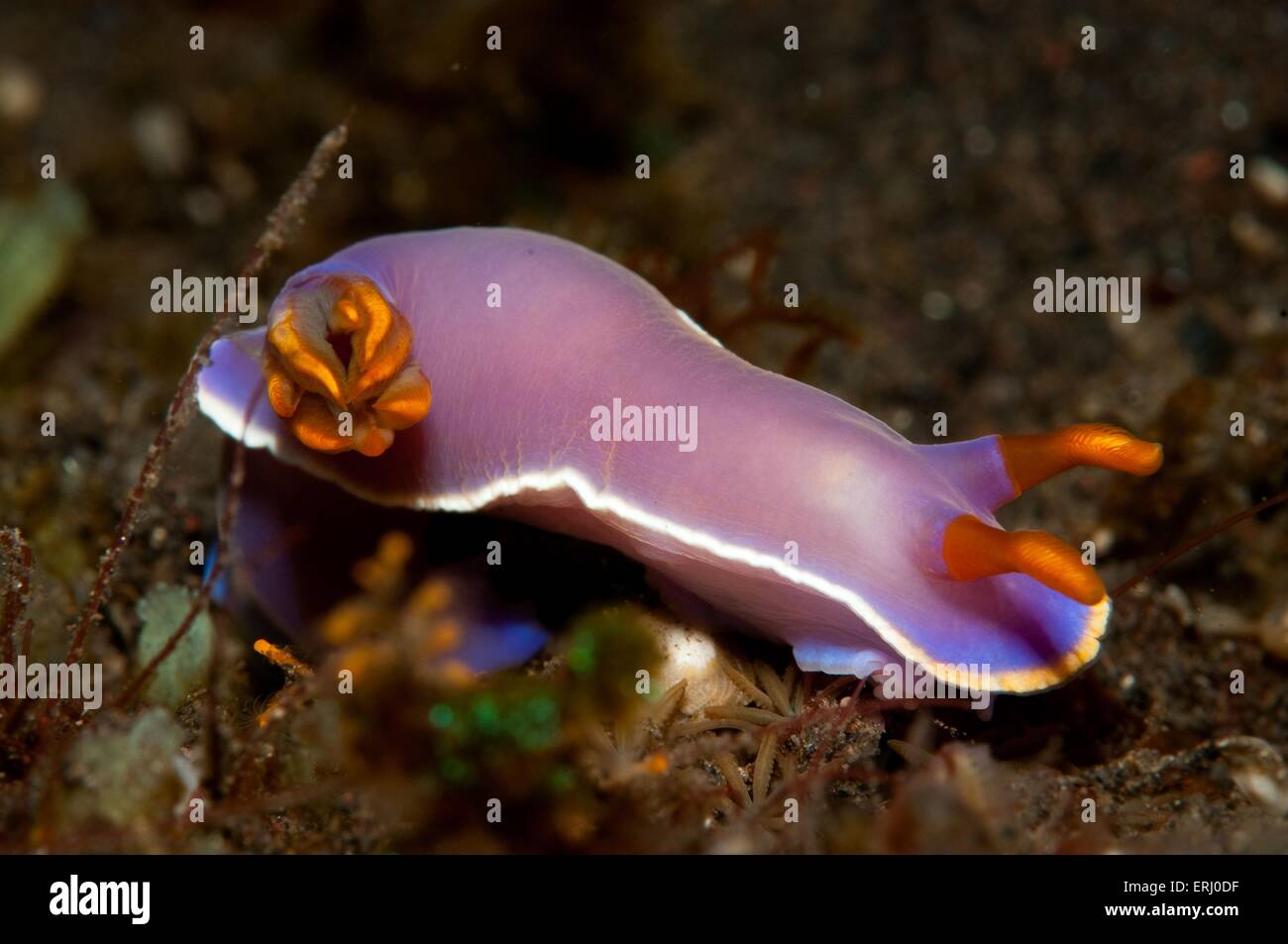 Nudibranchi Foto Stock