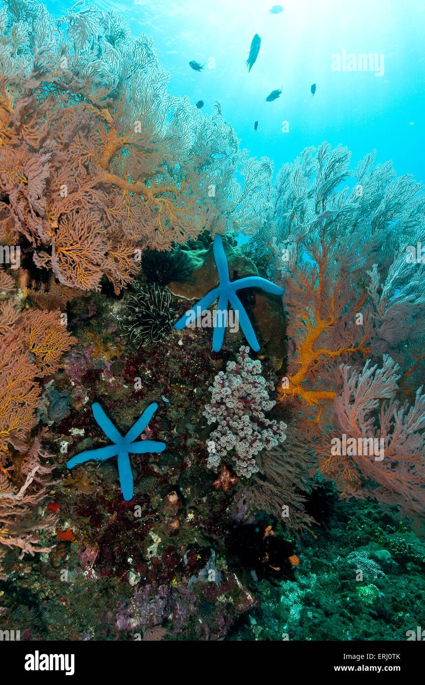 Blu starfishes linckia Foto Stock
