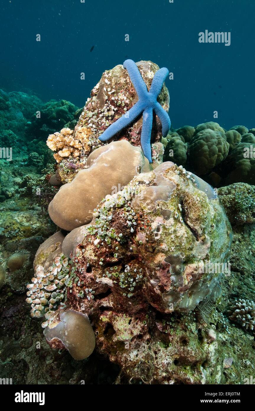 Blue linckia starfish Foto Stock