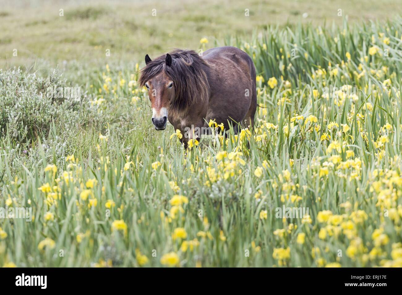 Camminare Exmoor Pony Foto Stock