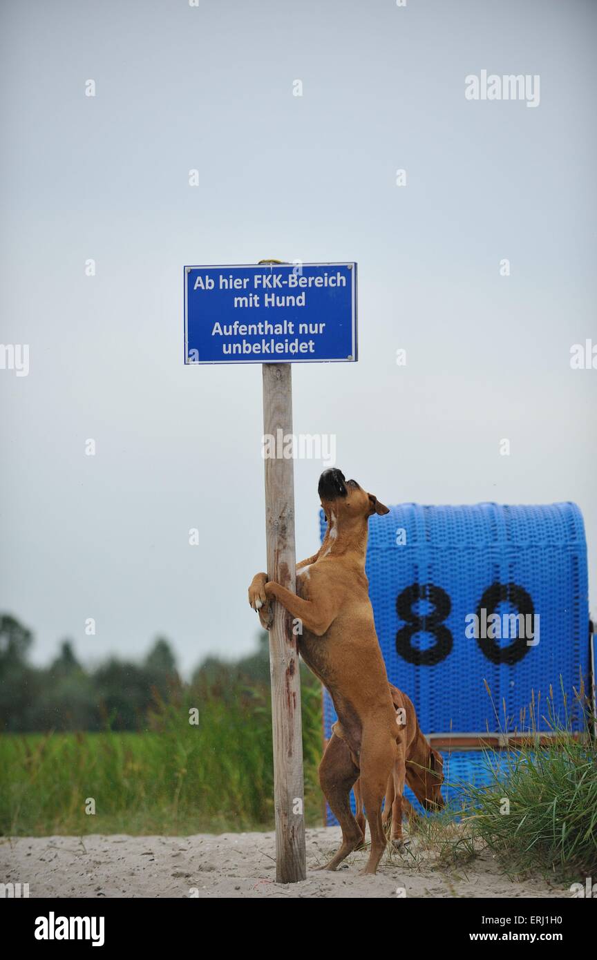 Boxer tedesco Foto Stock