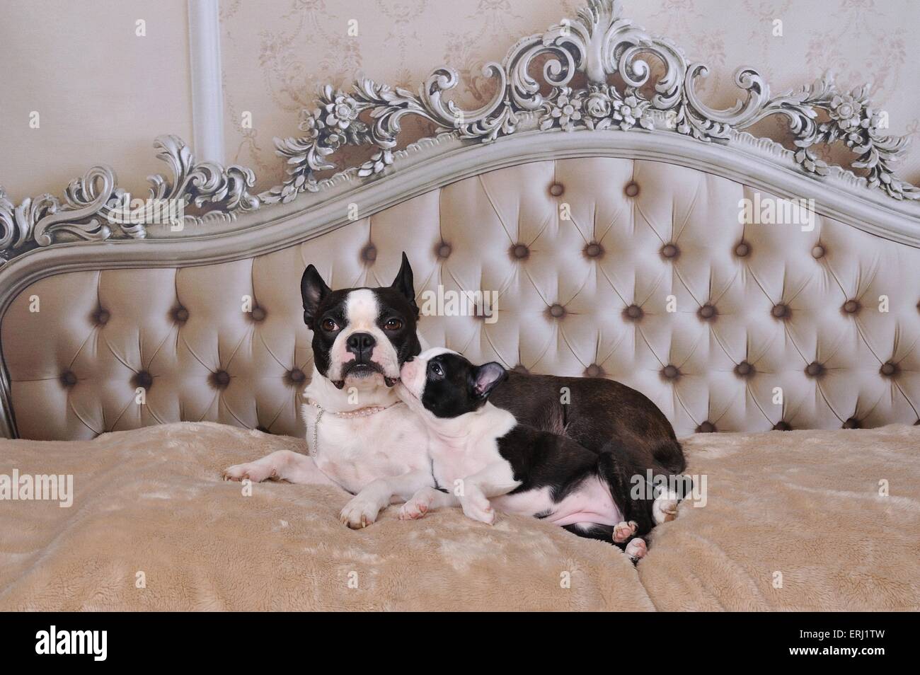 2 Boston Terrier Foto Stock