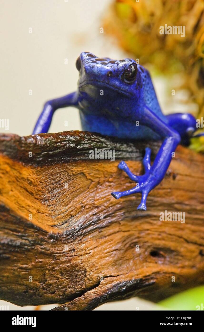 Blue poison dart frog Foto Stock