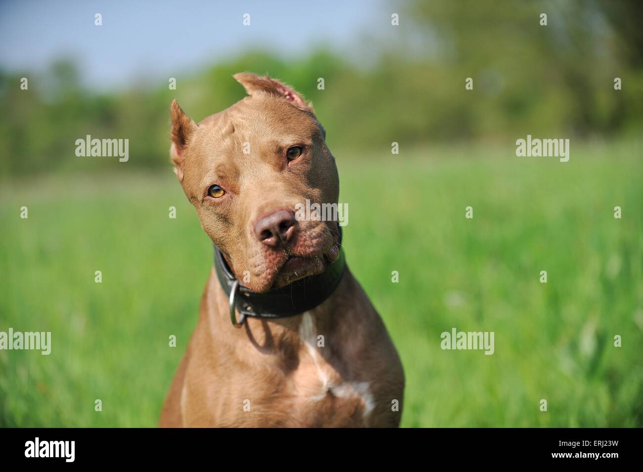 L'American Pit Bull Terrier ritratto Foto Stock