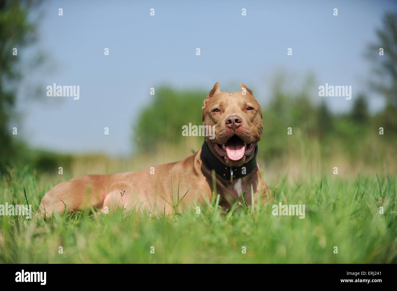 Giacenti l'American Pit Bull Terrier Foto Stock