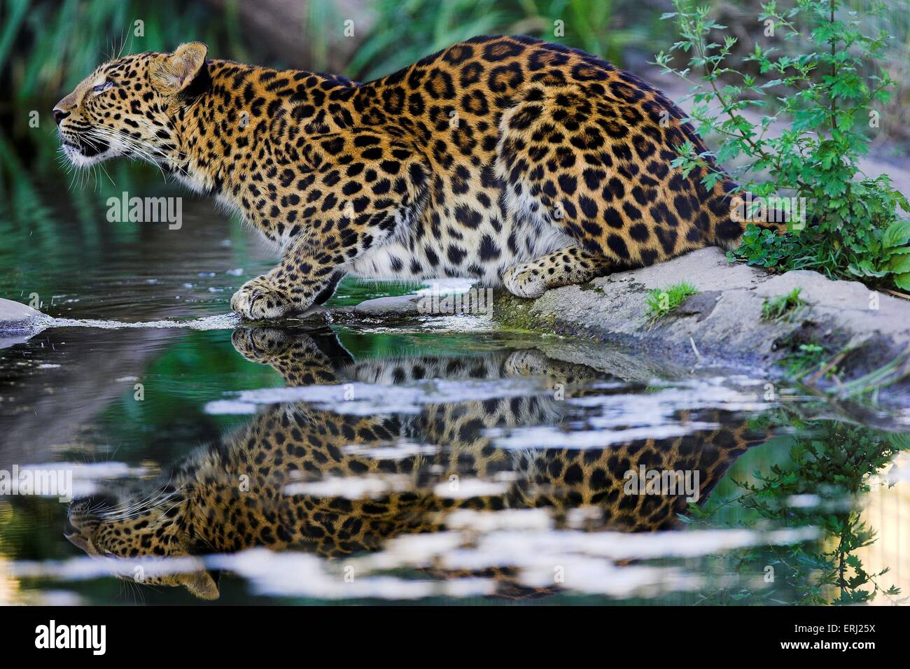leopardo cinese Foto Stock