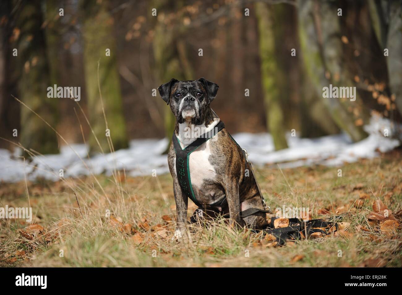 Seduta boxer tedesco Foto Stock