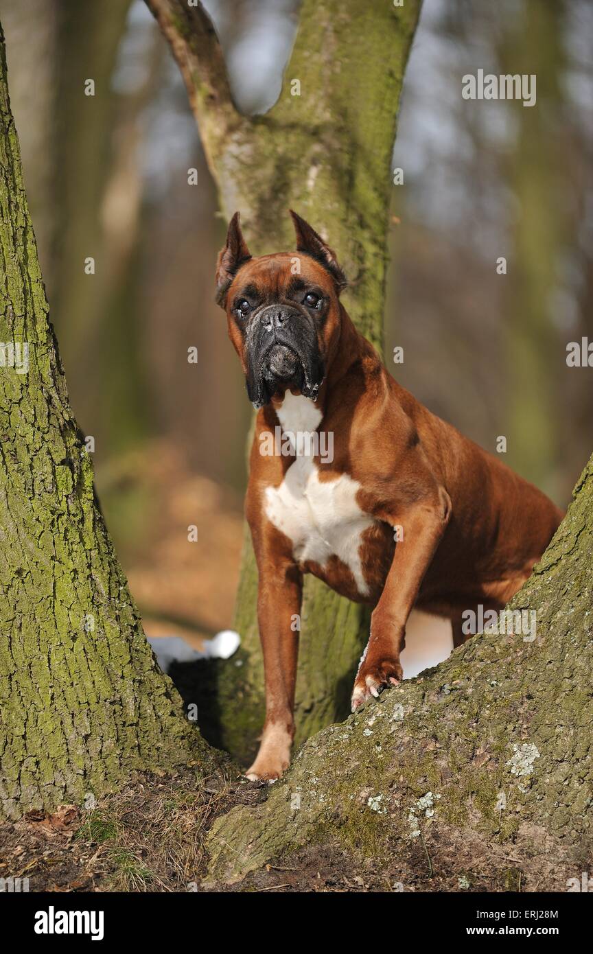 Boxer tedesco Foto Stock