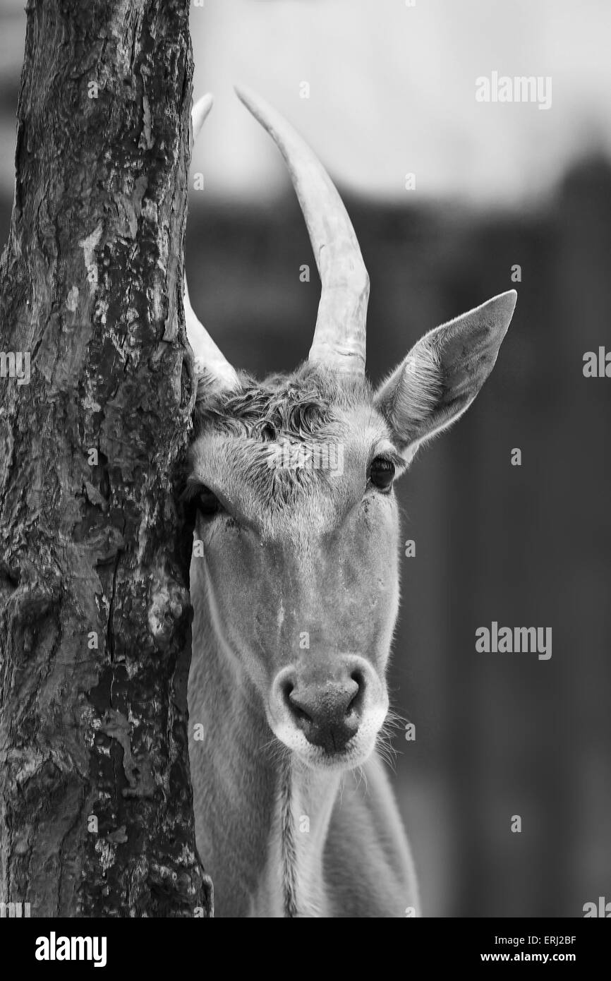 eland comune Foto Stock