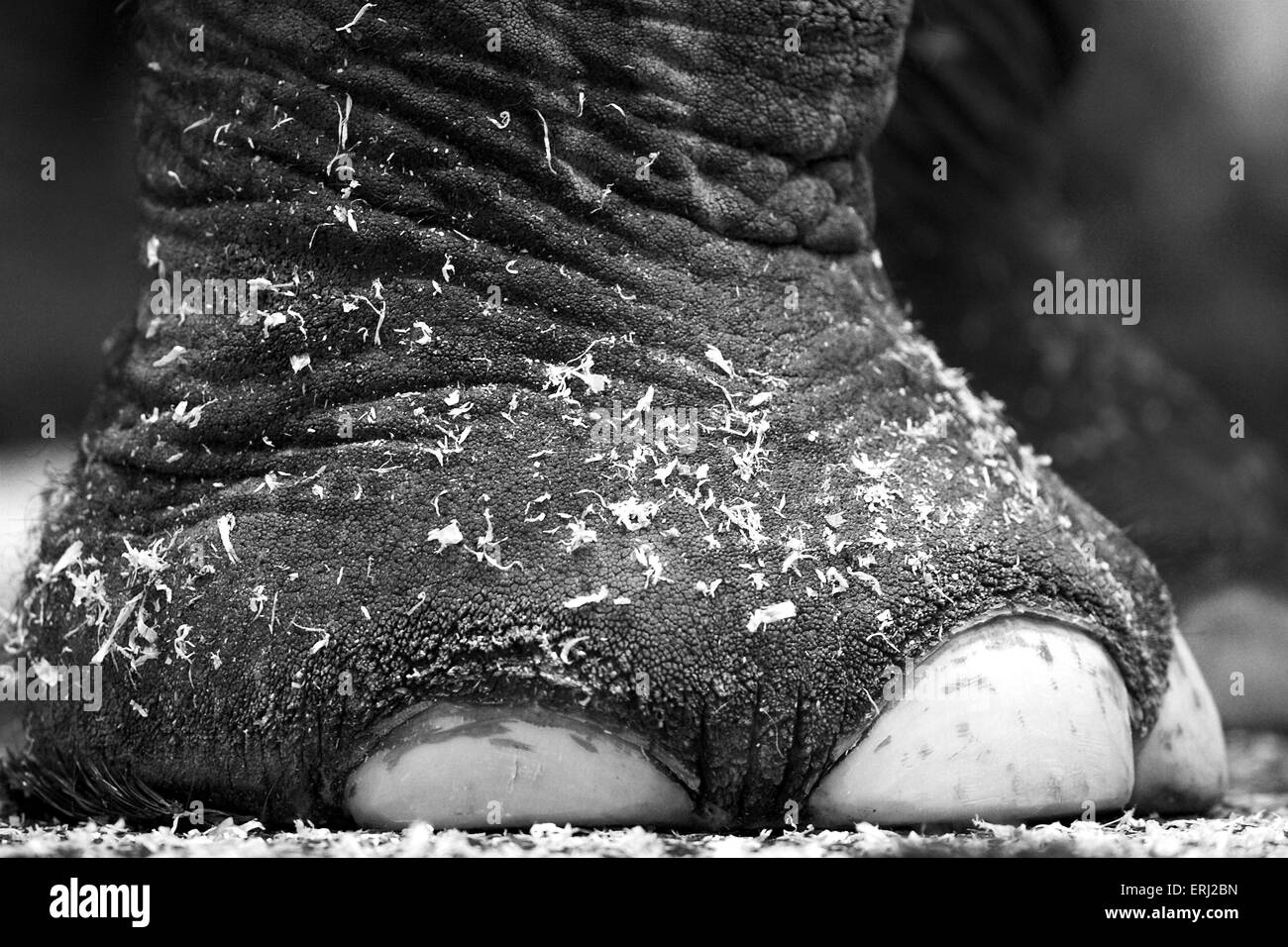 elefante Foto Stock