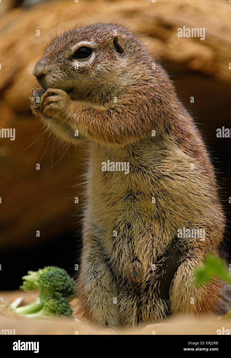 cibo dello scoiattolo Foto Stock