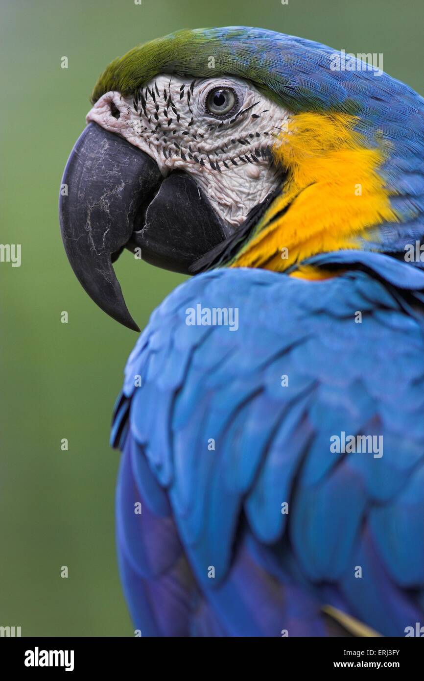 Blu e Oro macaw Foto Stock
