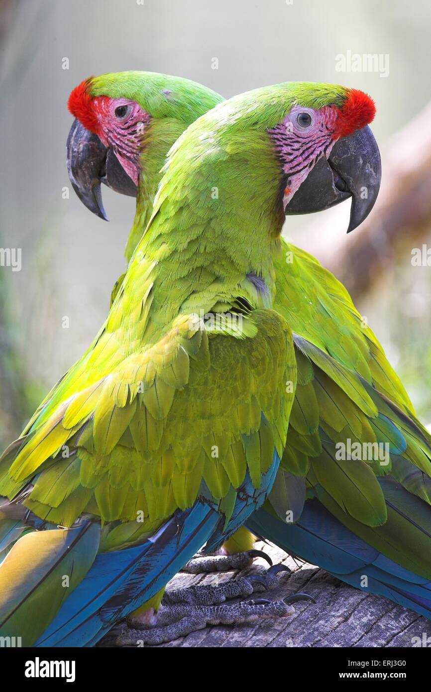 Grande Macaws verde Foto Stock