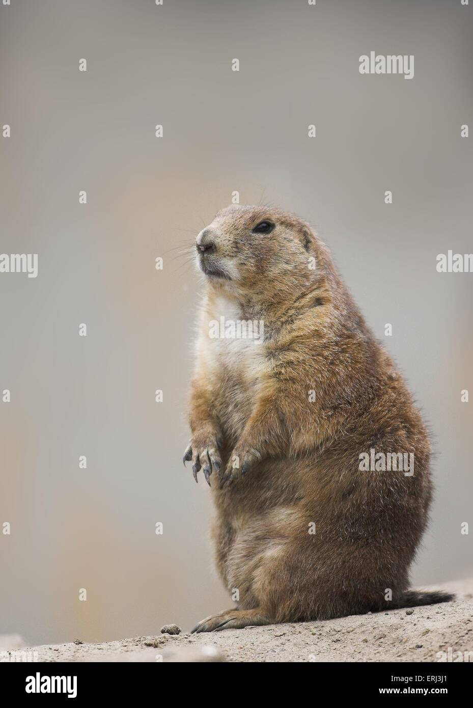 cane di prateria Foto Stock