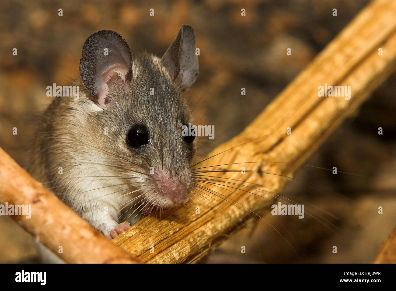 topo spinoso Foto Stock