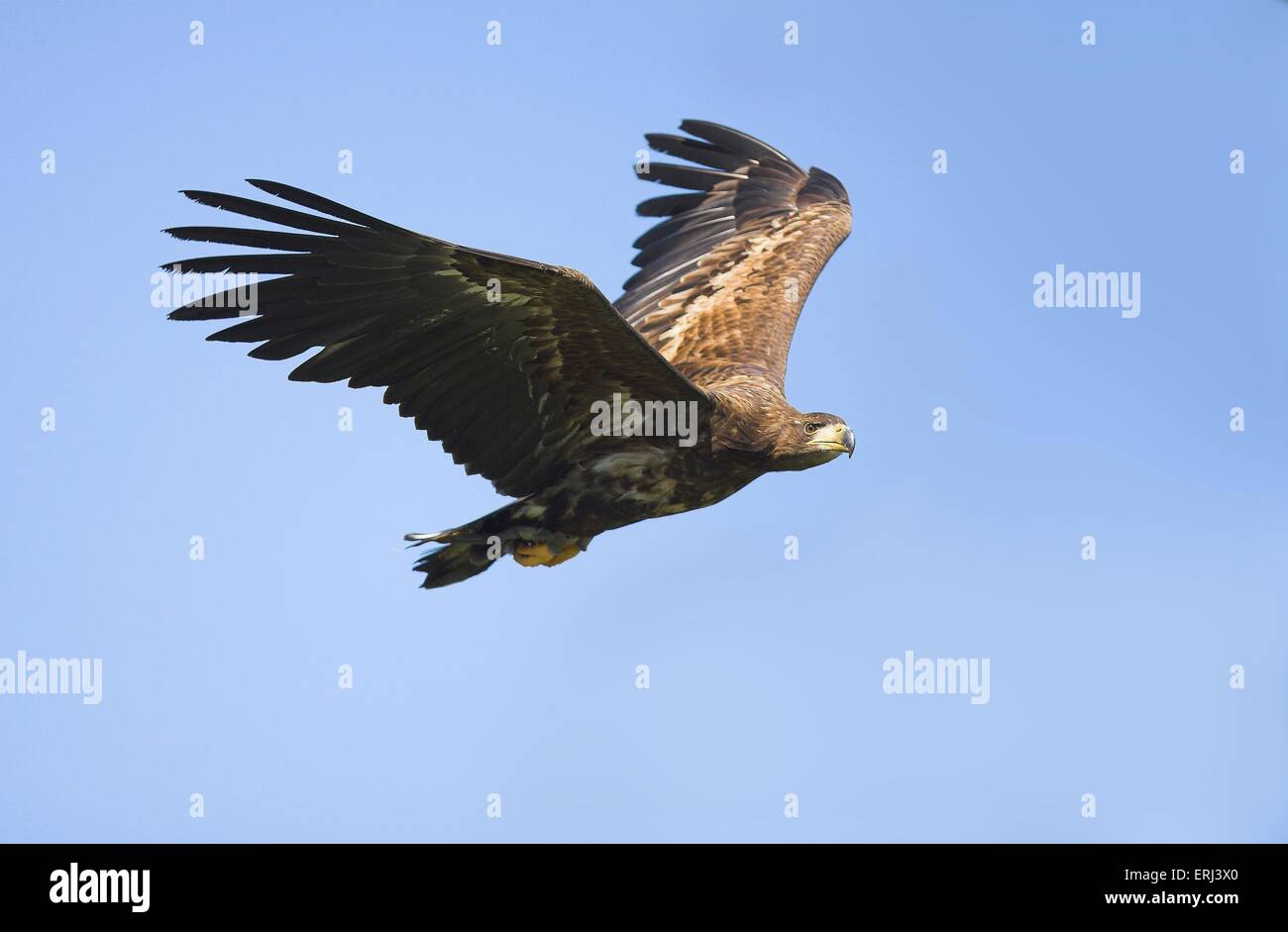 Flying golden eagle Foto Stock