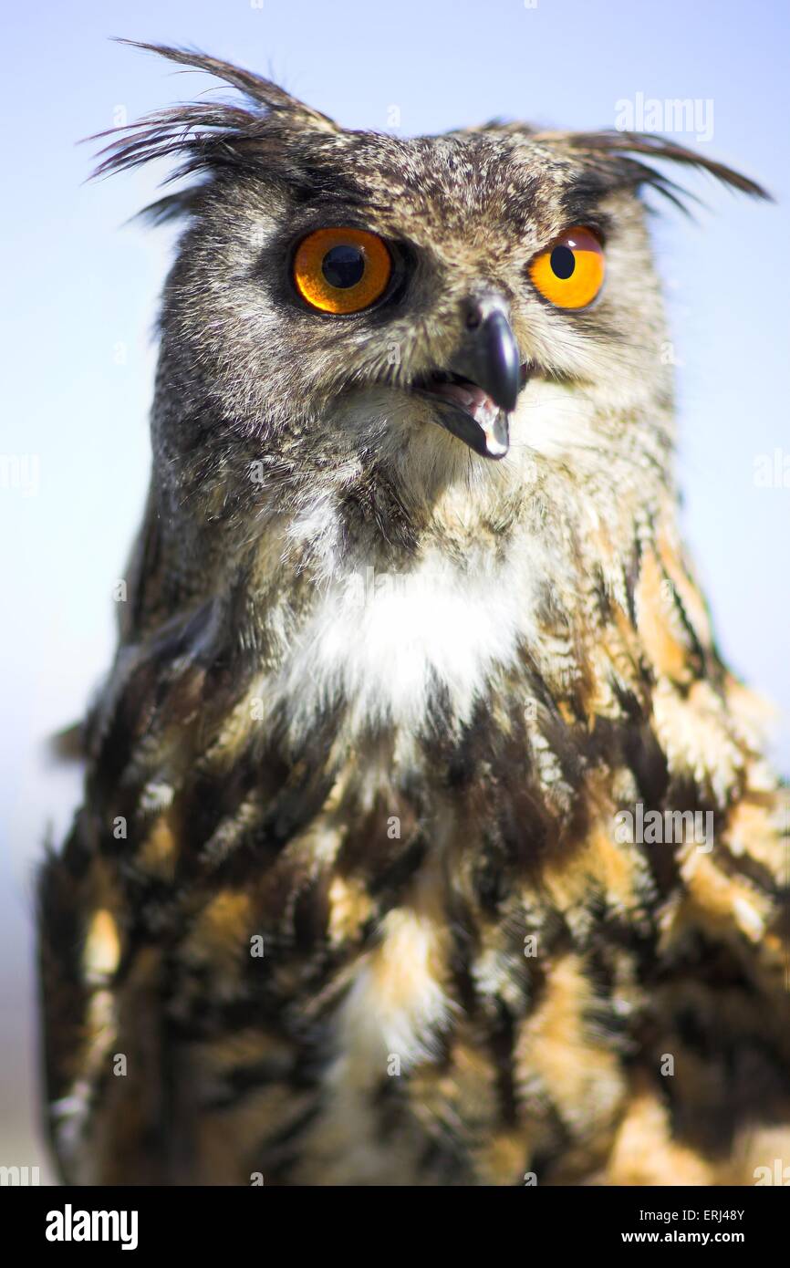 Gufo di Aquila Foto Stock