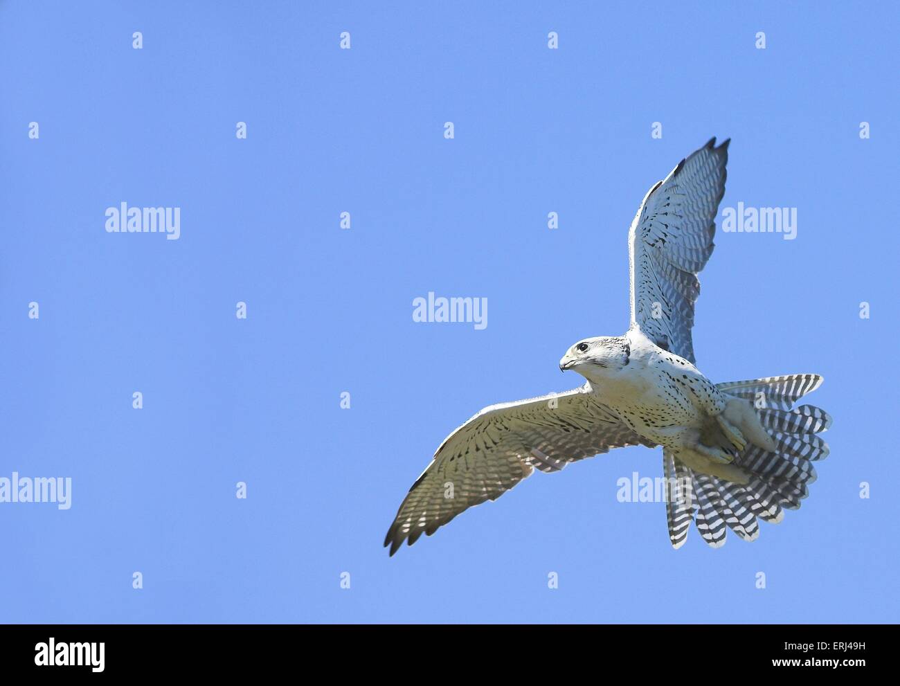 Flying Duck hawk Foto Stock