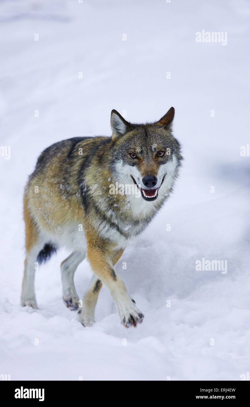 lupo nella neve Foto Stock
