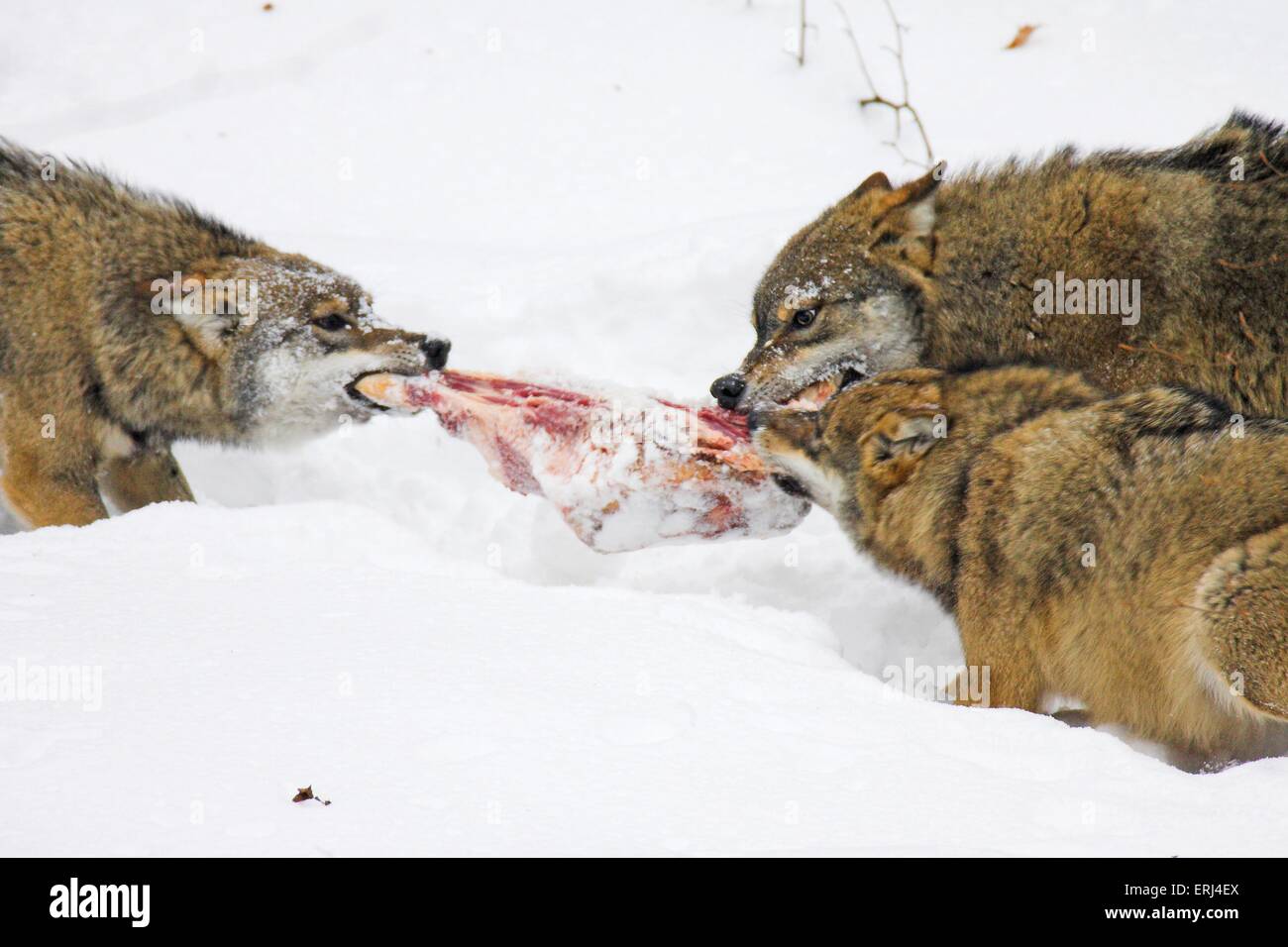 Mangiare i lupi nella neve Foto Stock Mangiare i lupi nella neve Foto Stock