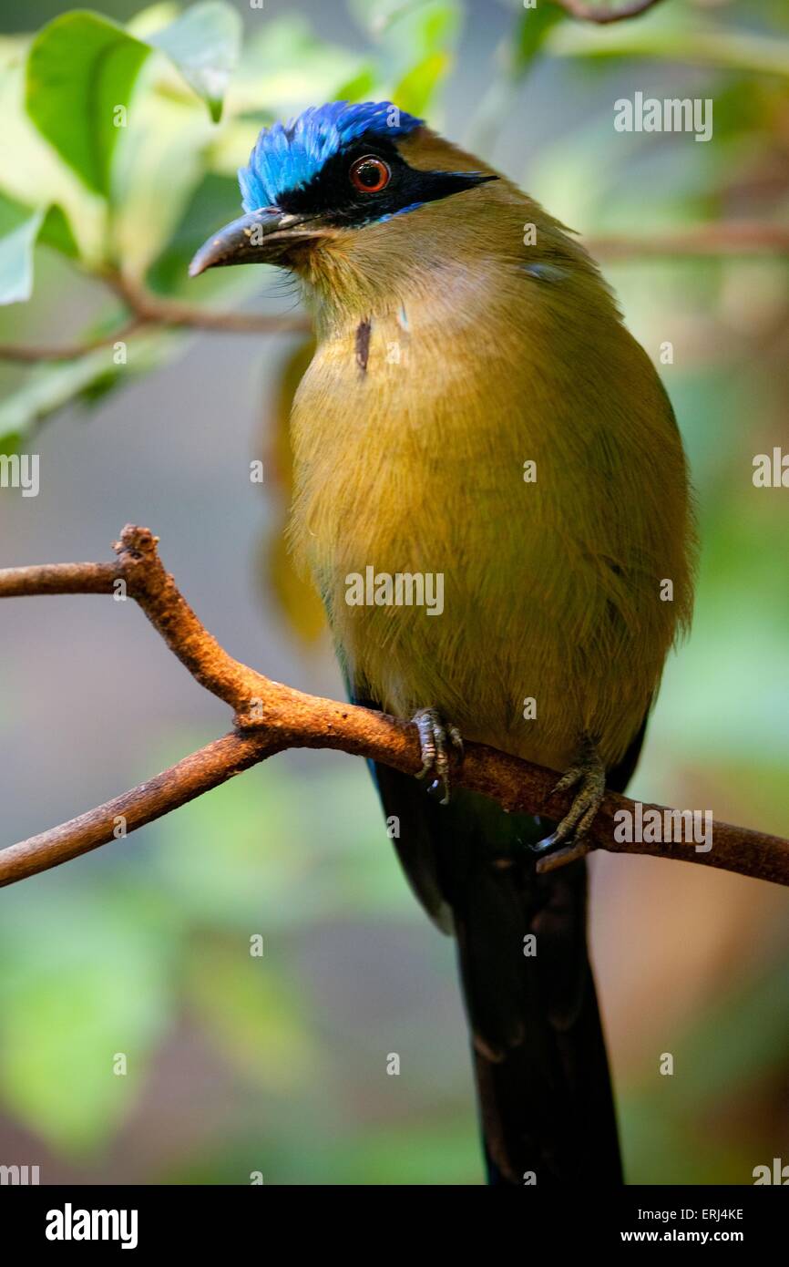 Blu-crowned Motmot Foto Stock